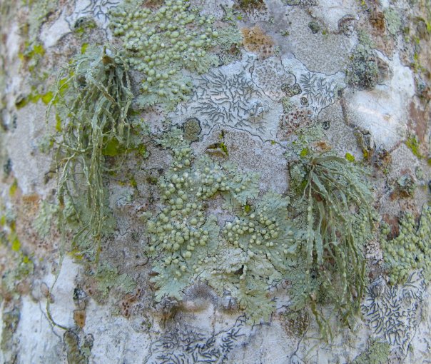 1919283_211789182213_1218104_n